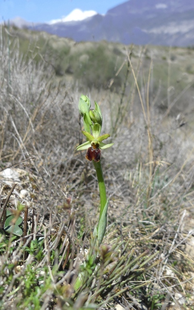 Ophrys precoci nellAbruzzo sud orientale 2022